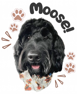 Photo of Moose, a goldendoodle with black fur.